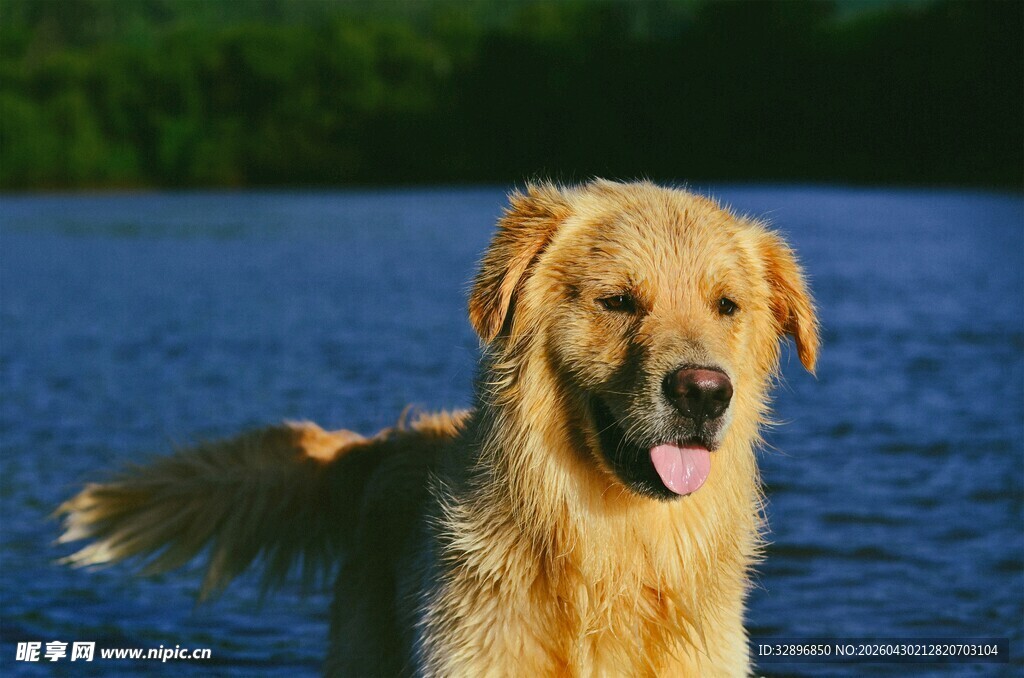 金毛犬在水边惬意的瞬间