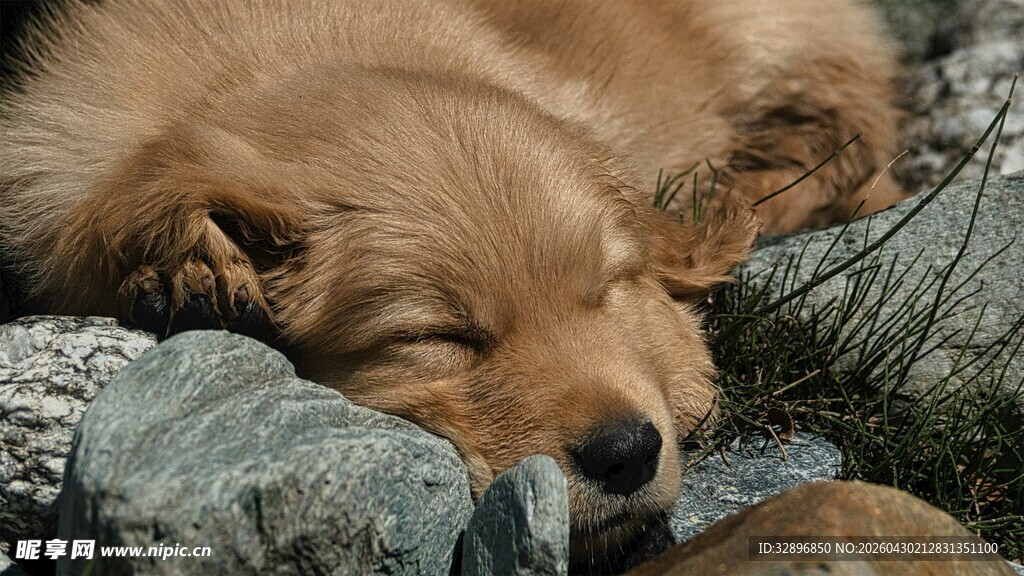 熟睡的金毛犬