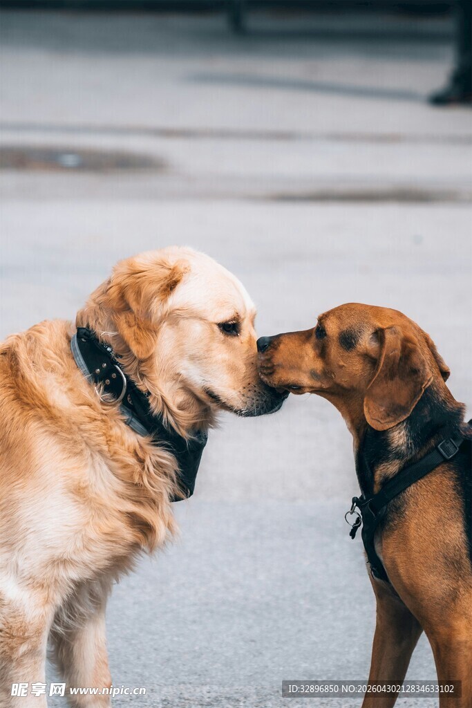 亲昵金毛与棕犬温馨互动