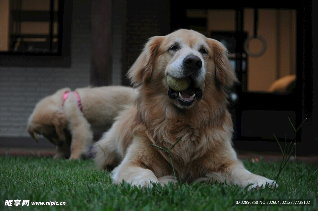 草地上的两只金毛犬