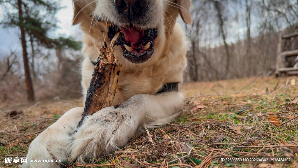 金毛犬户外啃咬骨头