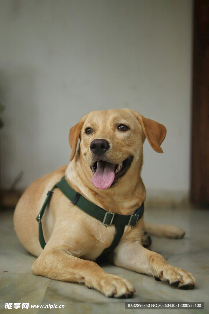 趴着的拉布拉多犬