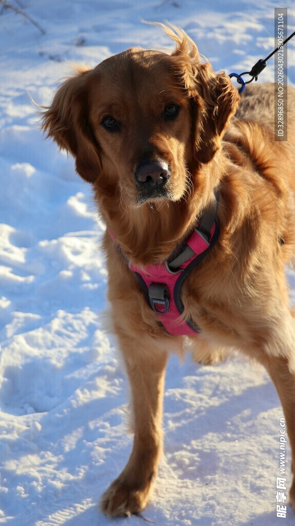 雪地中的可爱金毛犬