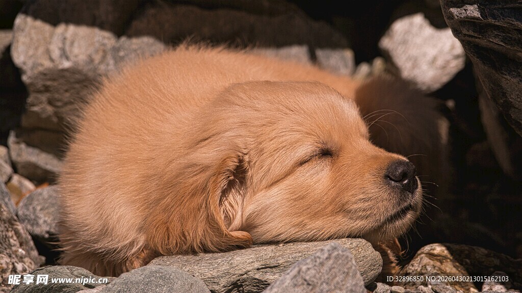 熟睡的金毛犬