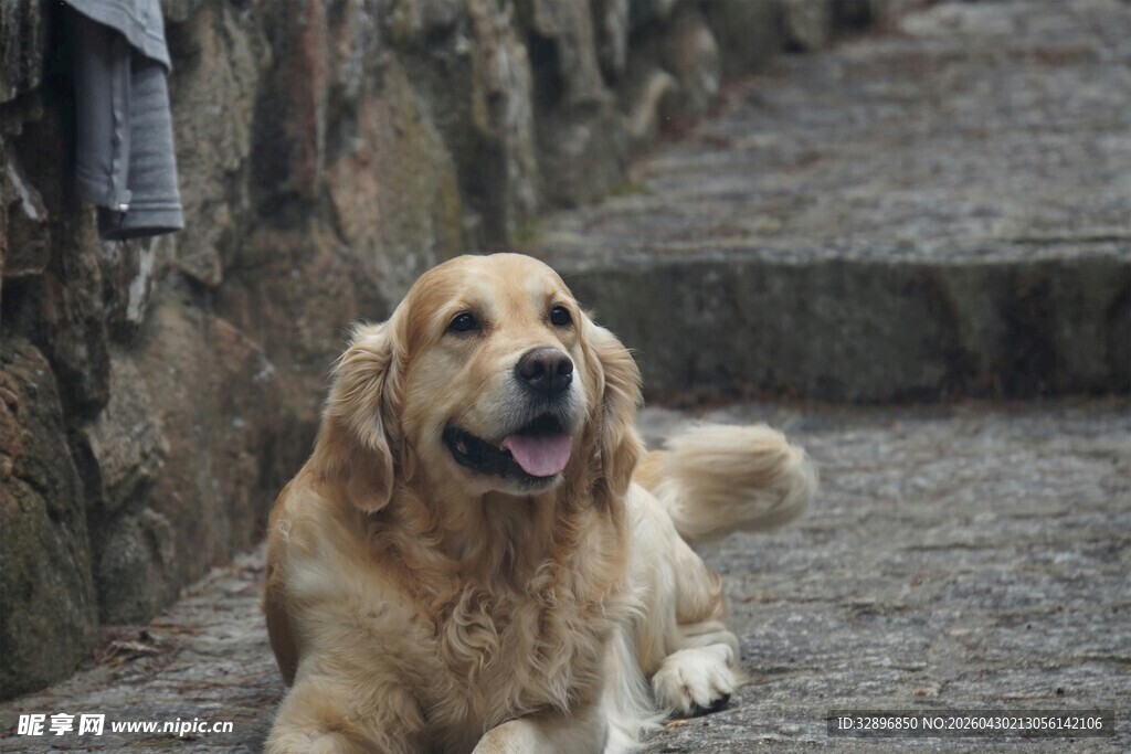 金毛犬悠闲趴于石径上