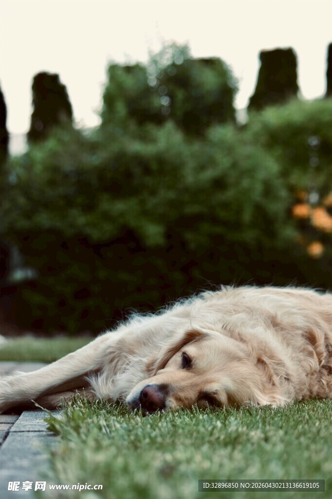 草坪上酣睡的金毛犬
