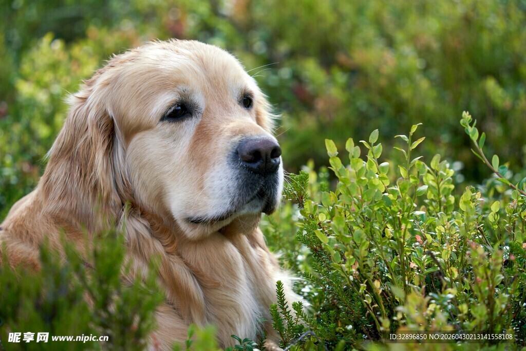 金毛犬置身绿植间
