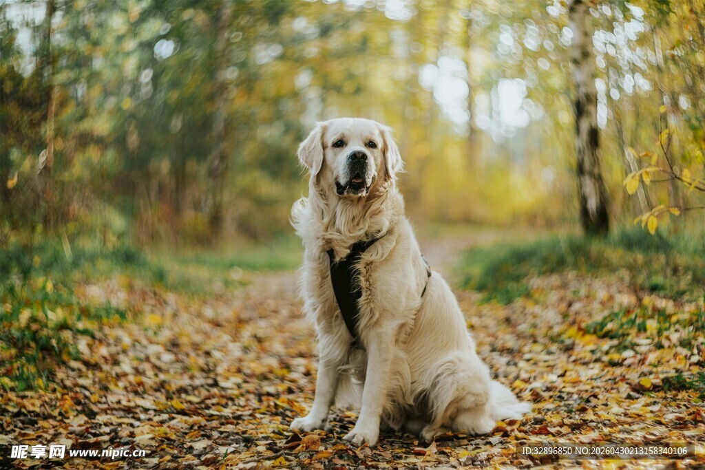 秋日林间的金毛犬