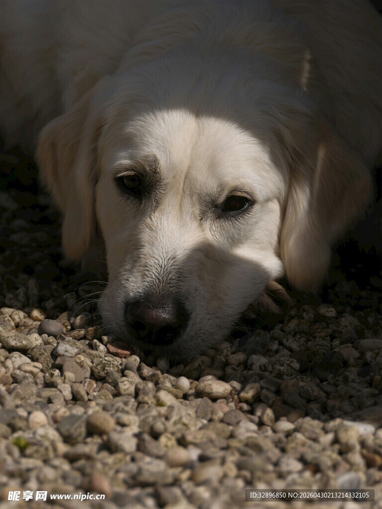 趴着的可爱拉布拉多犬