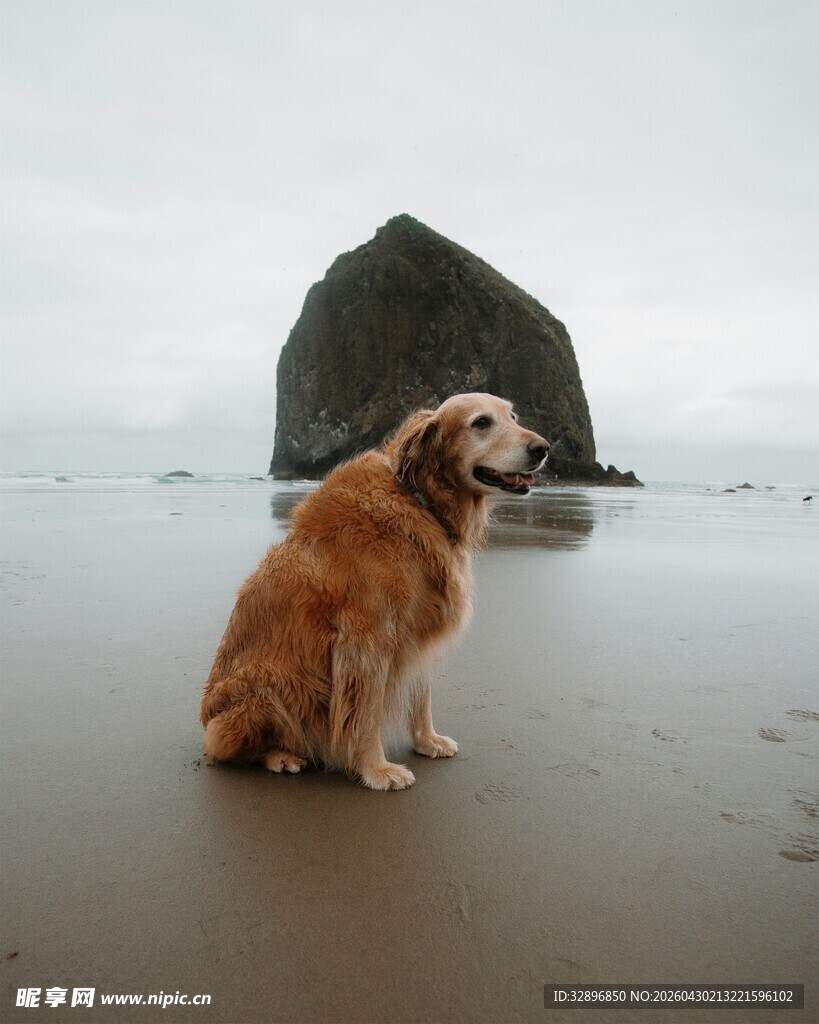 沙滩上的金毛犬