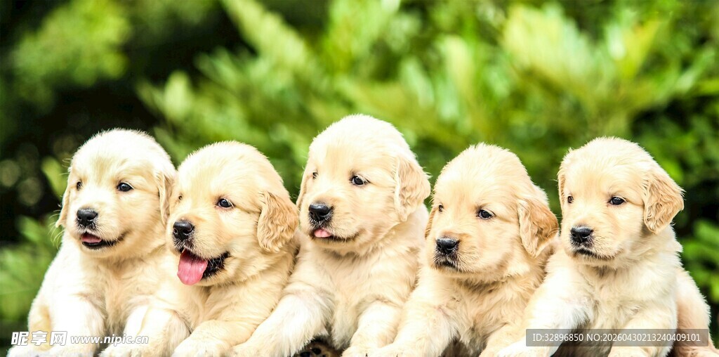 五只可爱金毛幼犬