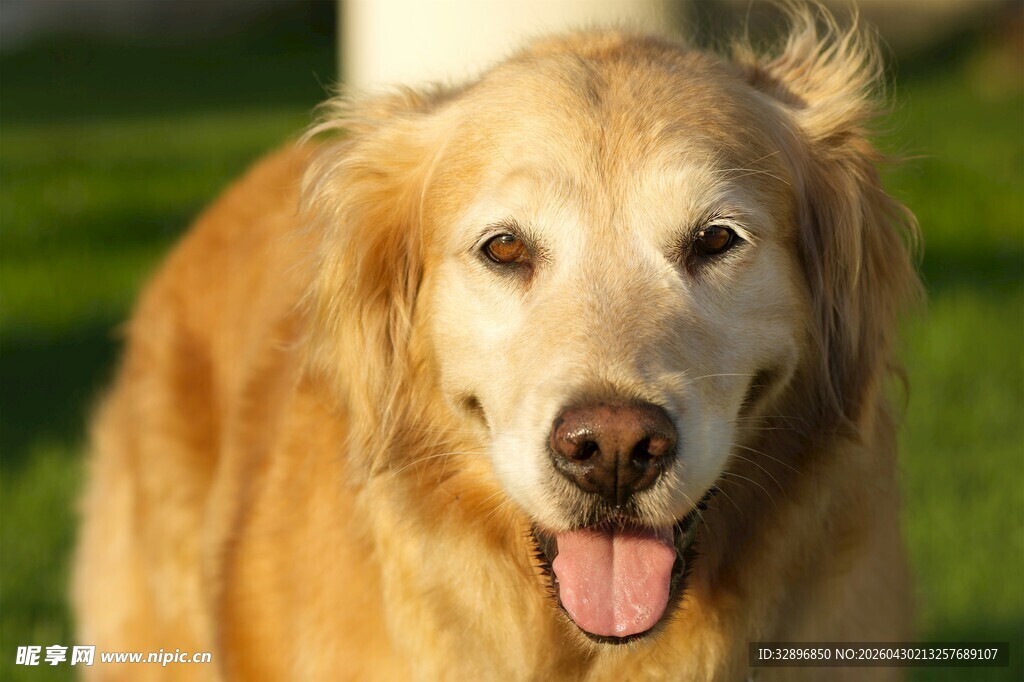 阳光下的金毛犬