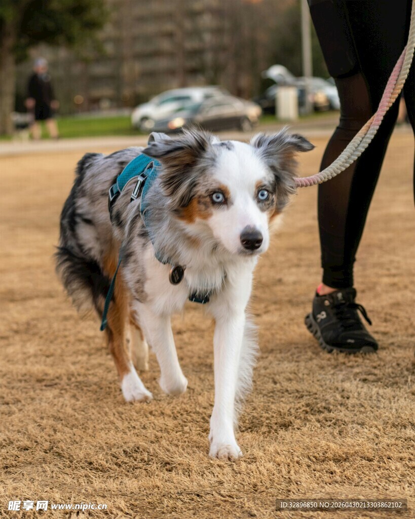 澳洲牧羊犬户外散步场景