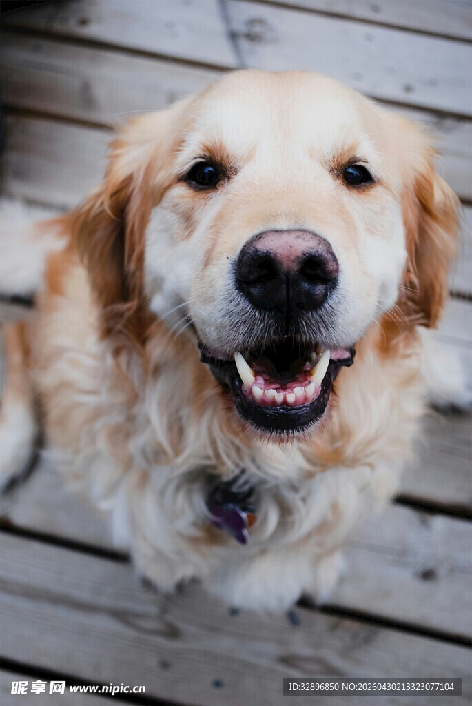 可爱金毛犬微笑看向镜头