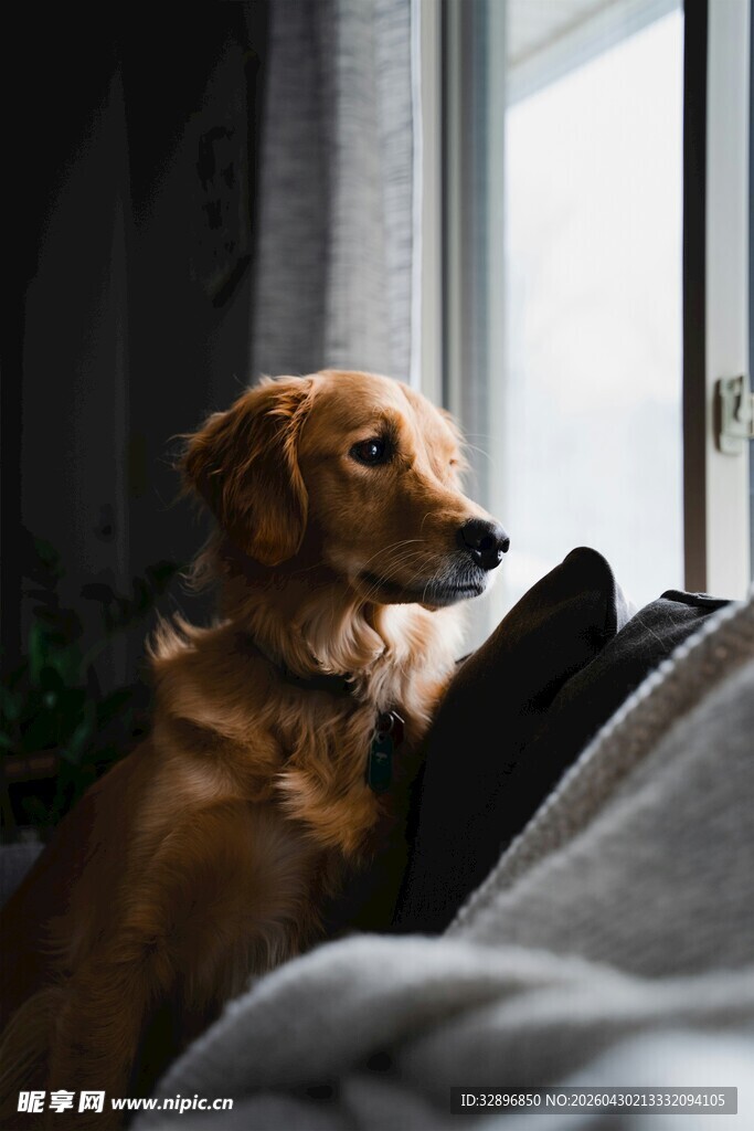 窗边趴卧的可爱腊肠犬