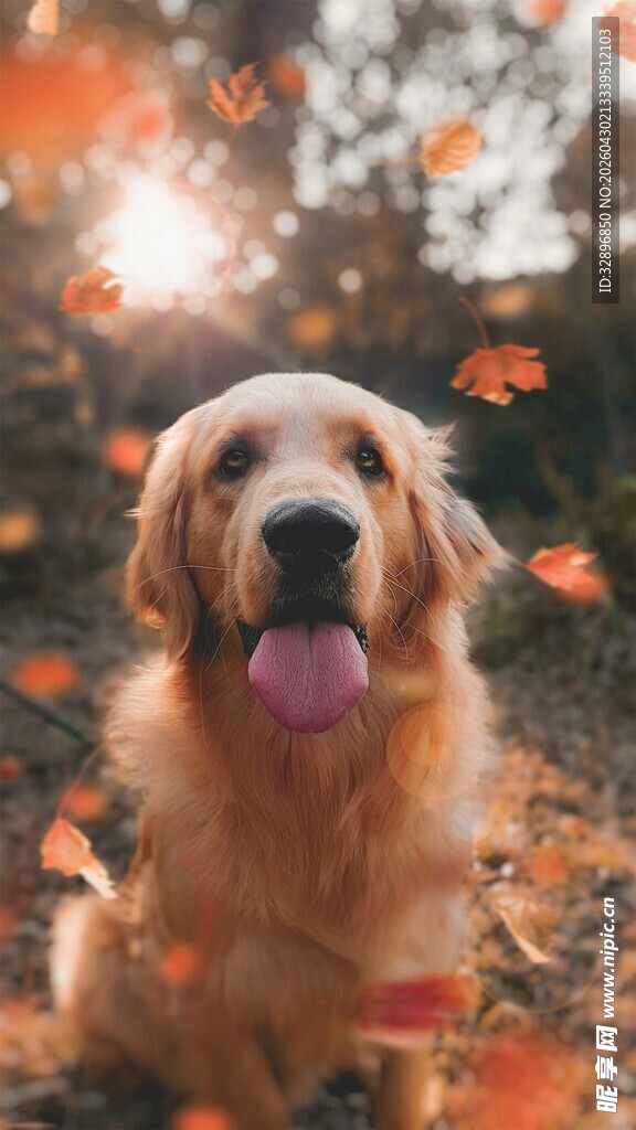 秋日金毛犬尽显萌态