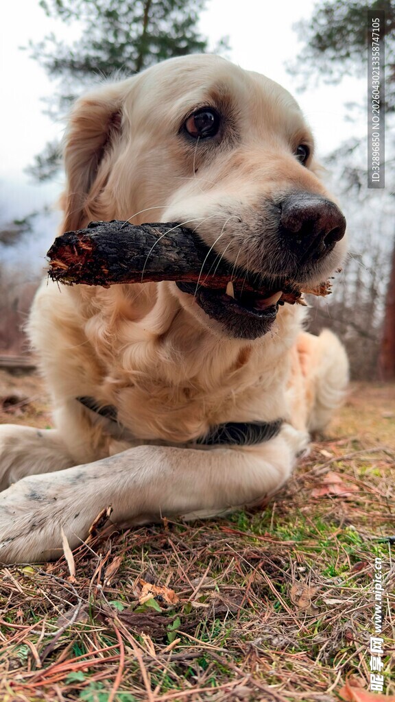 金毛犬叼着木棍惬意趴地