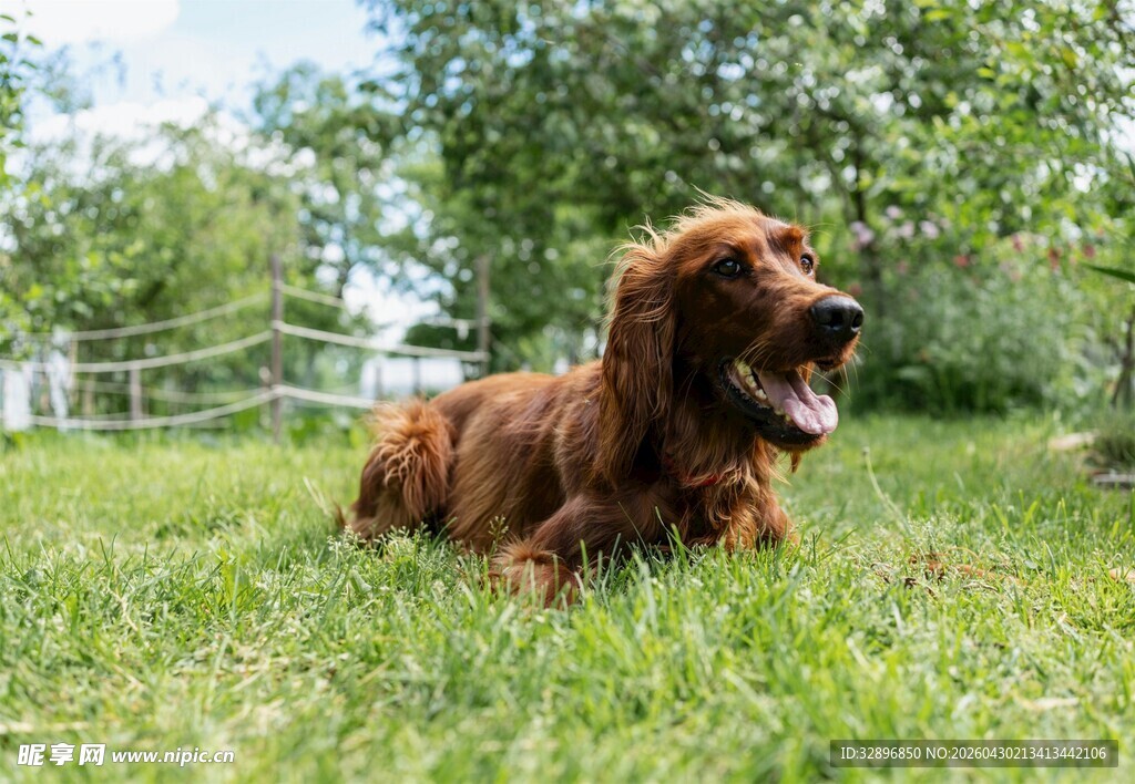 草地上的棕色萌犬