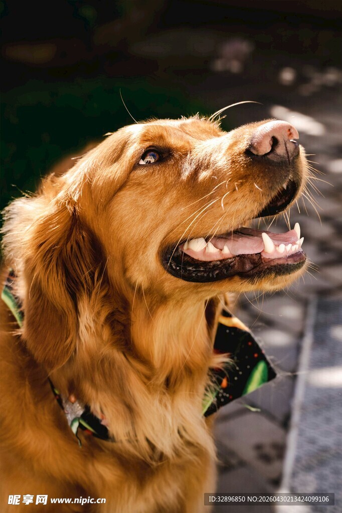 阳光下微笑的金毛犬