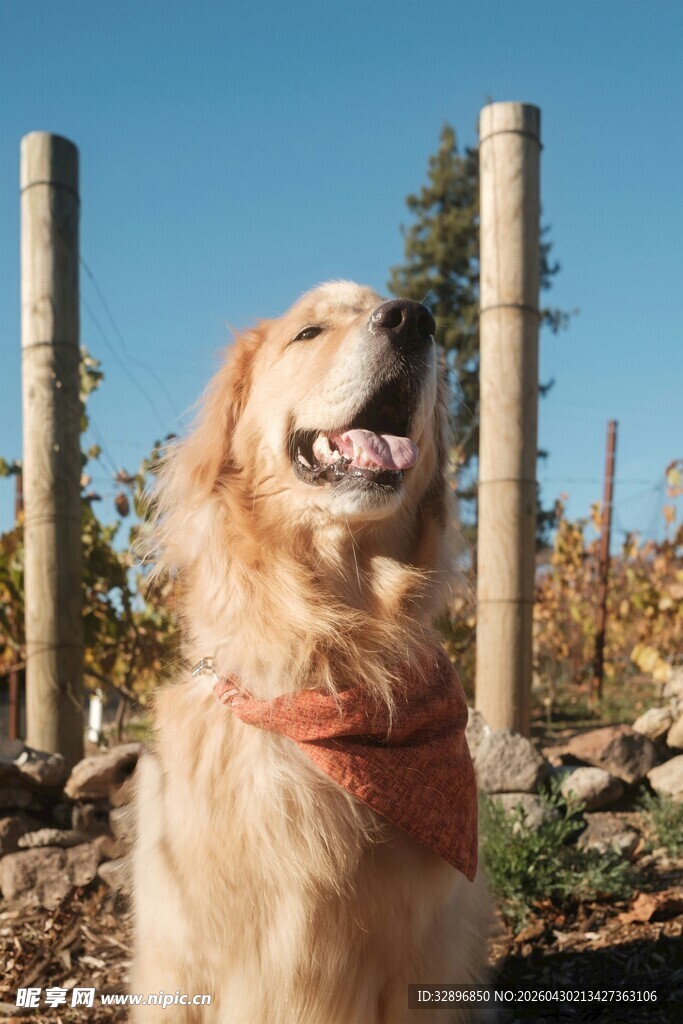 阳光下的快乐金毛犬