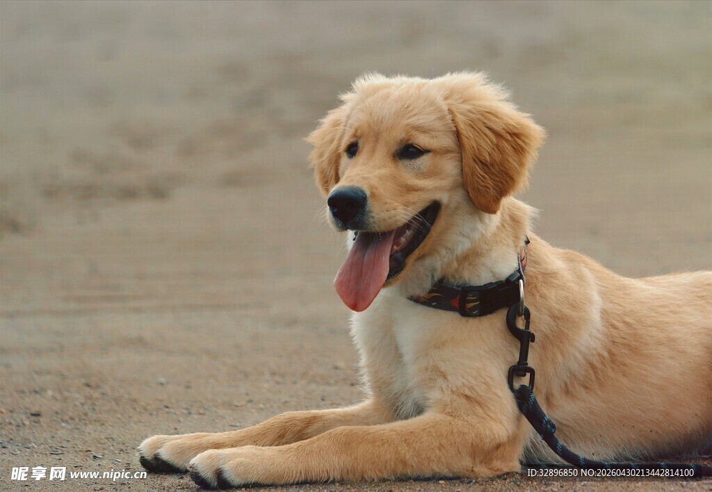 趴着的金毛犬