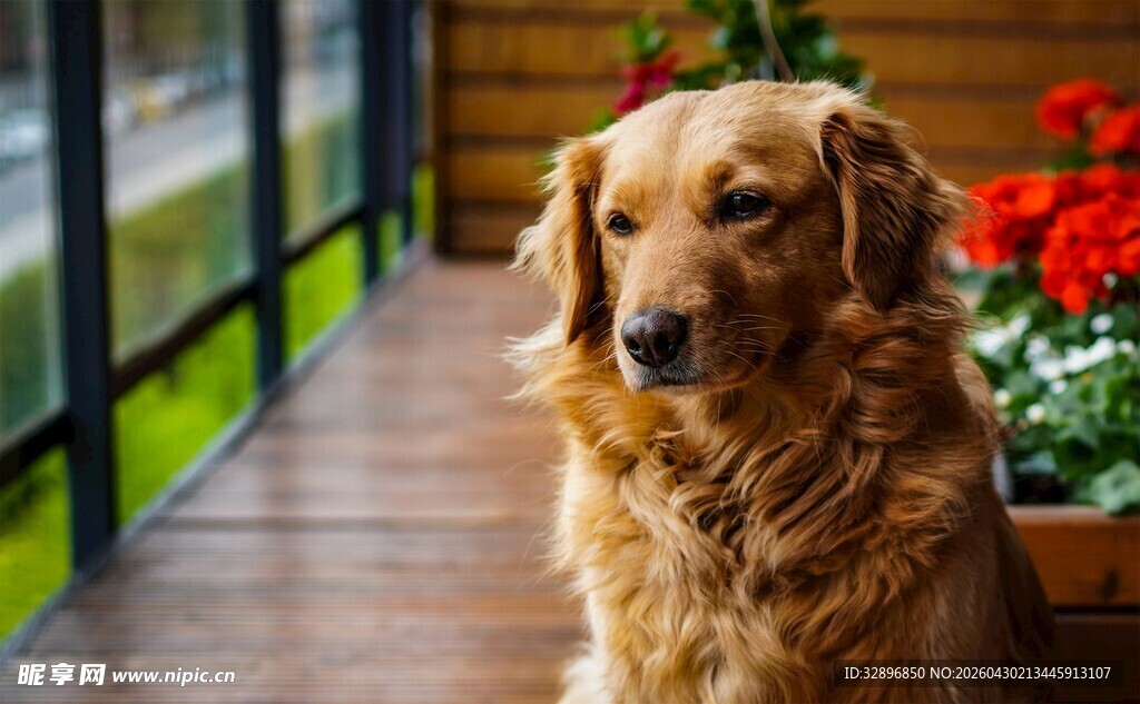 窗边的金毛犬