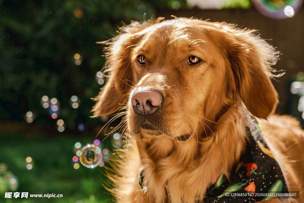阳光下的帅气金毛犬