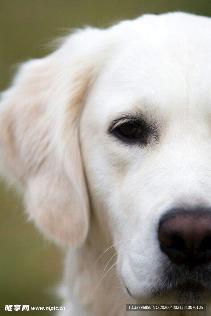 可爱金毛犬近景特写