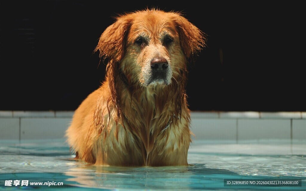 泳池中湿漉漉的金毛犬