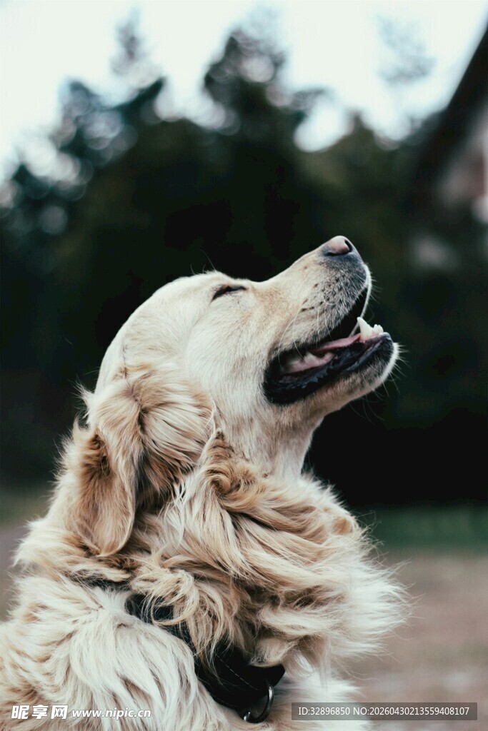 仰头金毛犬