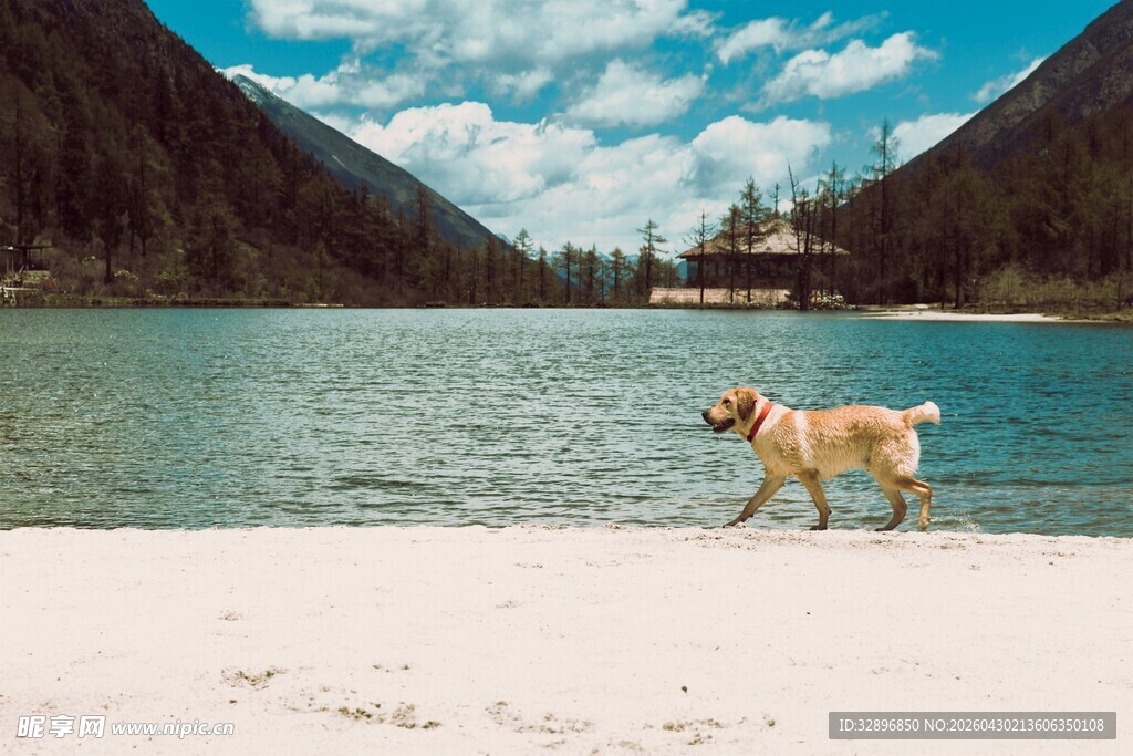 湖畔漫步的狗狗