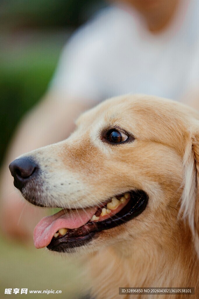 可爱金毛犬的惬意瞬间