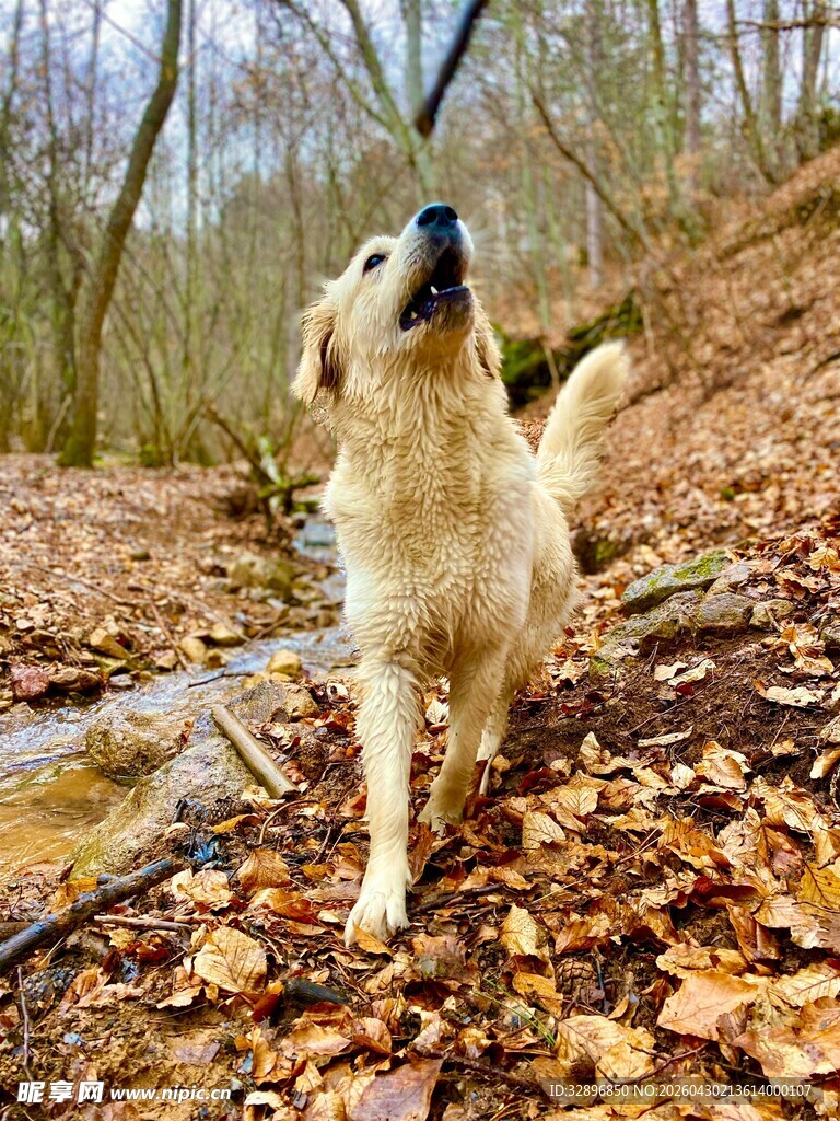 林间金毛犬仰头望天空