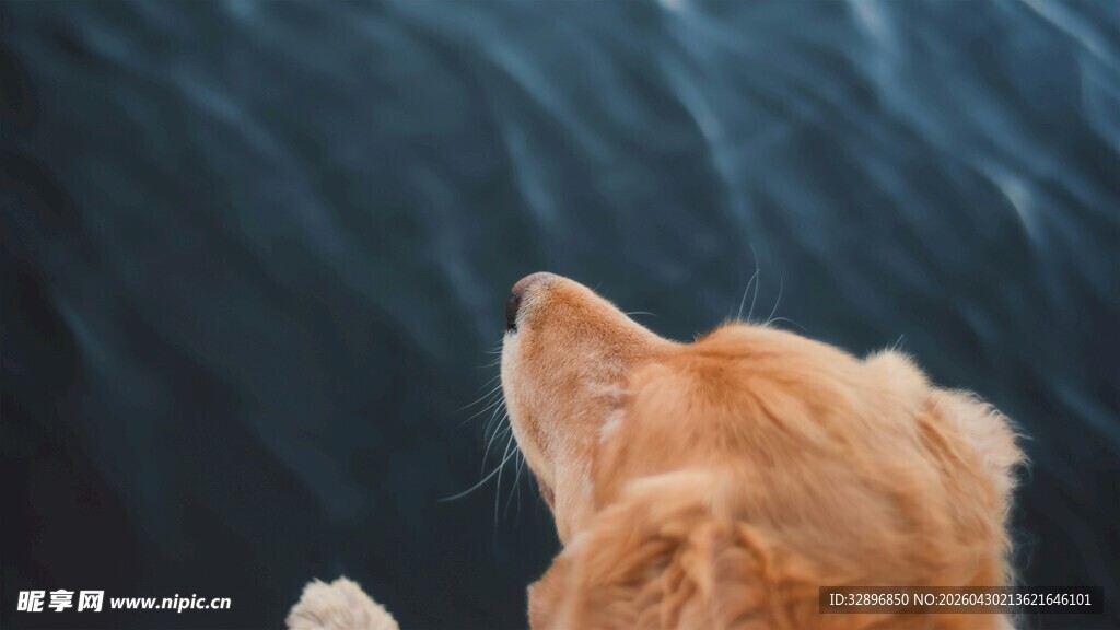 仰头猫咪望水波