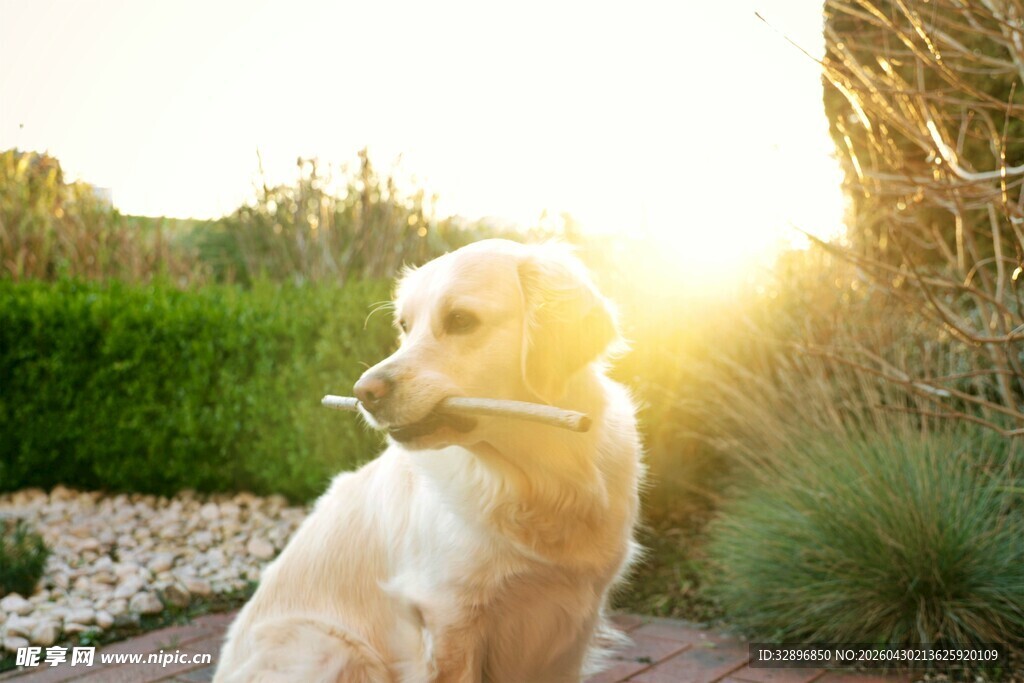 夕阳下的金毛犬