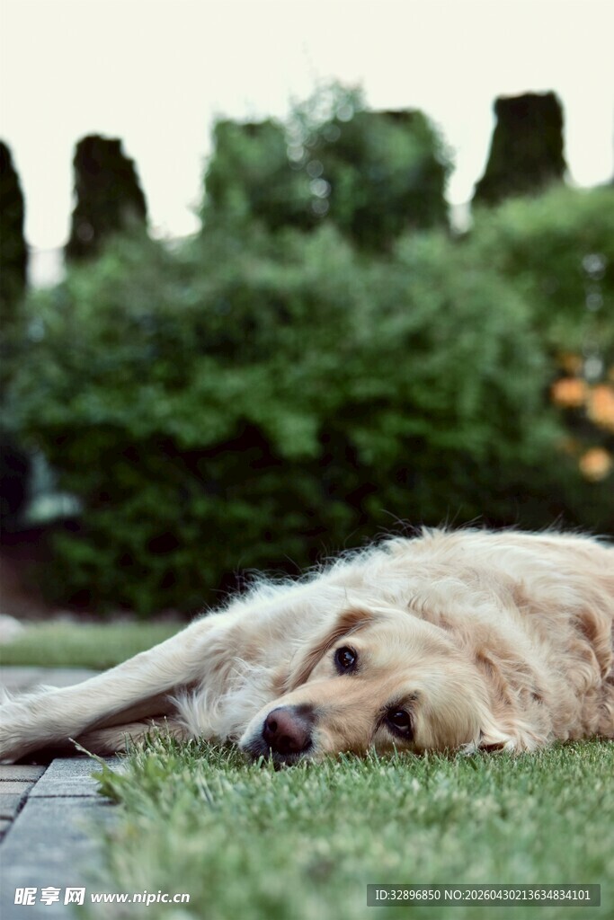 金毛犬草地惬意休憩