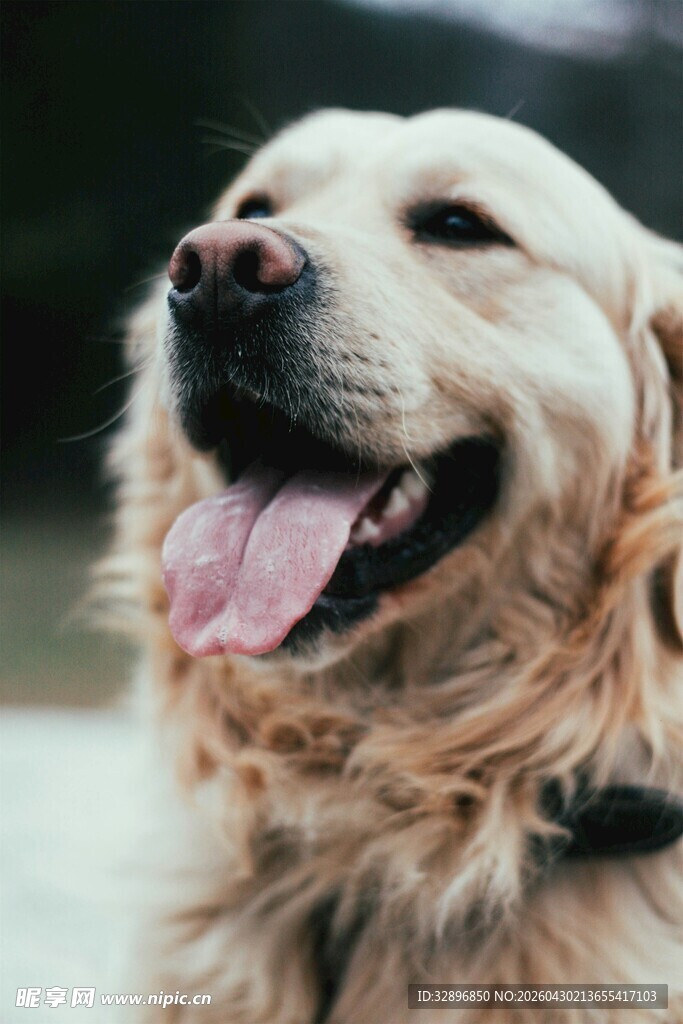 微笑的金毛犬