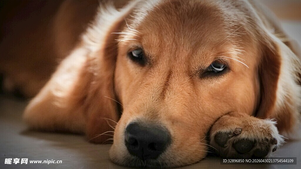 趴着的金毛犬