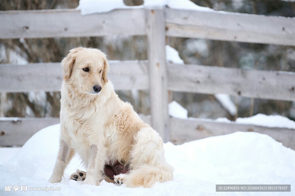 雪地中静坐的金毛犬