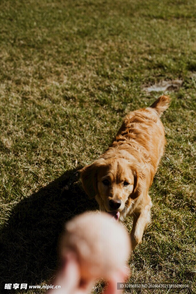 金毛犬与小孩草地嬉戏