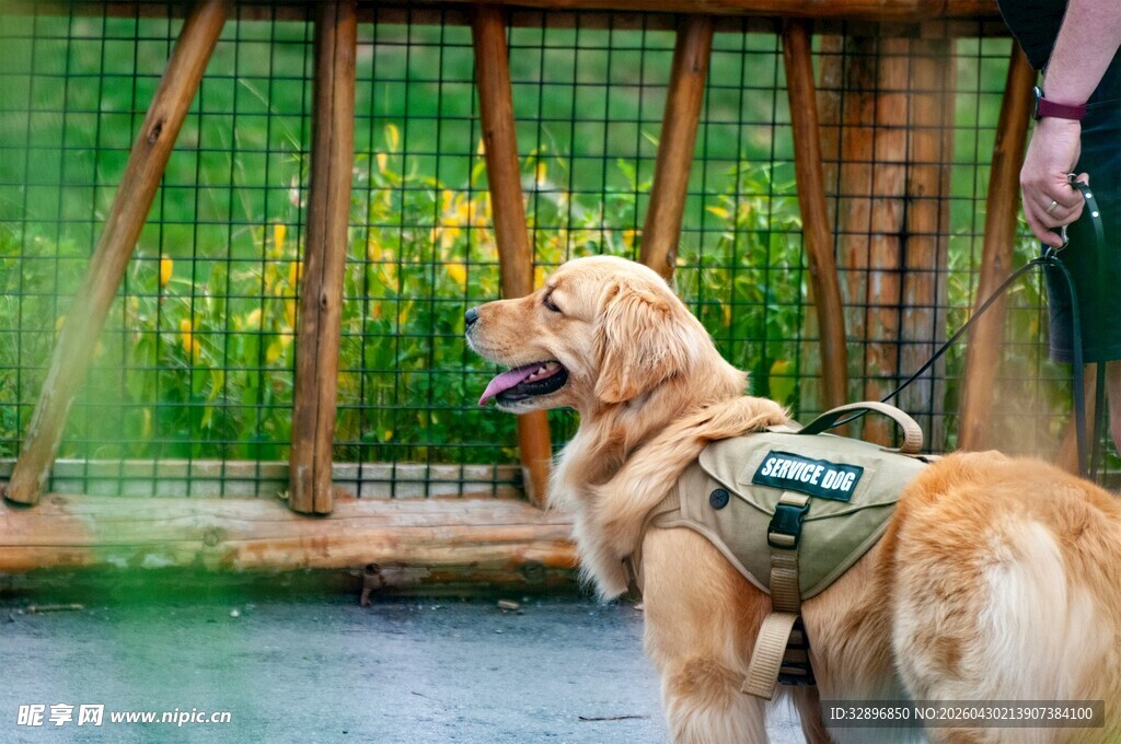 金毛犬背装备站在围栏旁
