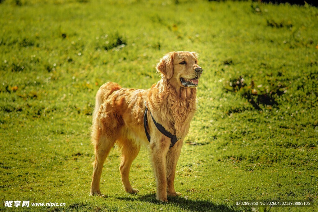 阳光下的金毛犬