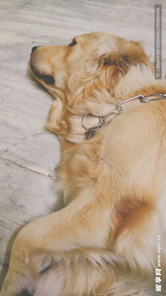 趴着休息的金毛犬