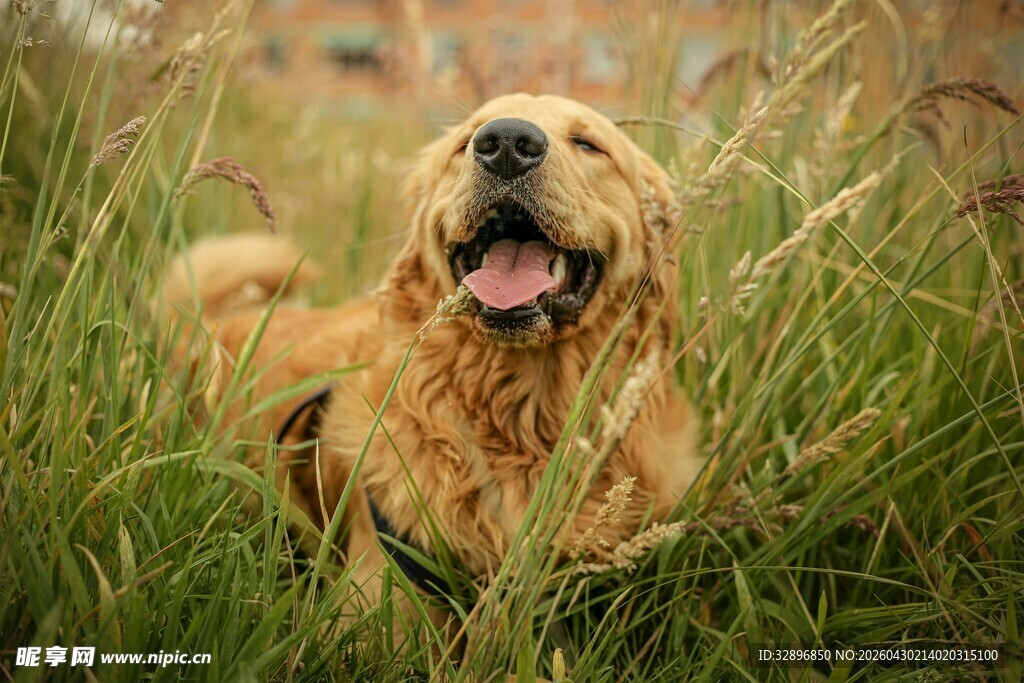 草地上的开心金毛犬