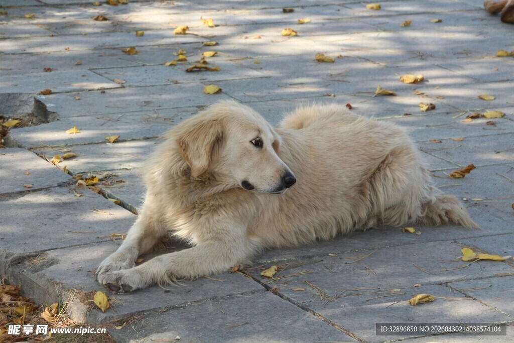 阳光下休憩的金毛犬