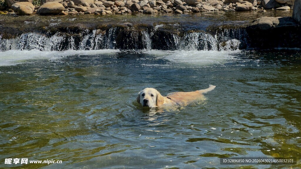 金毛犬在溪流中嬉戏