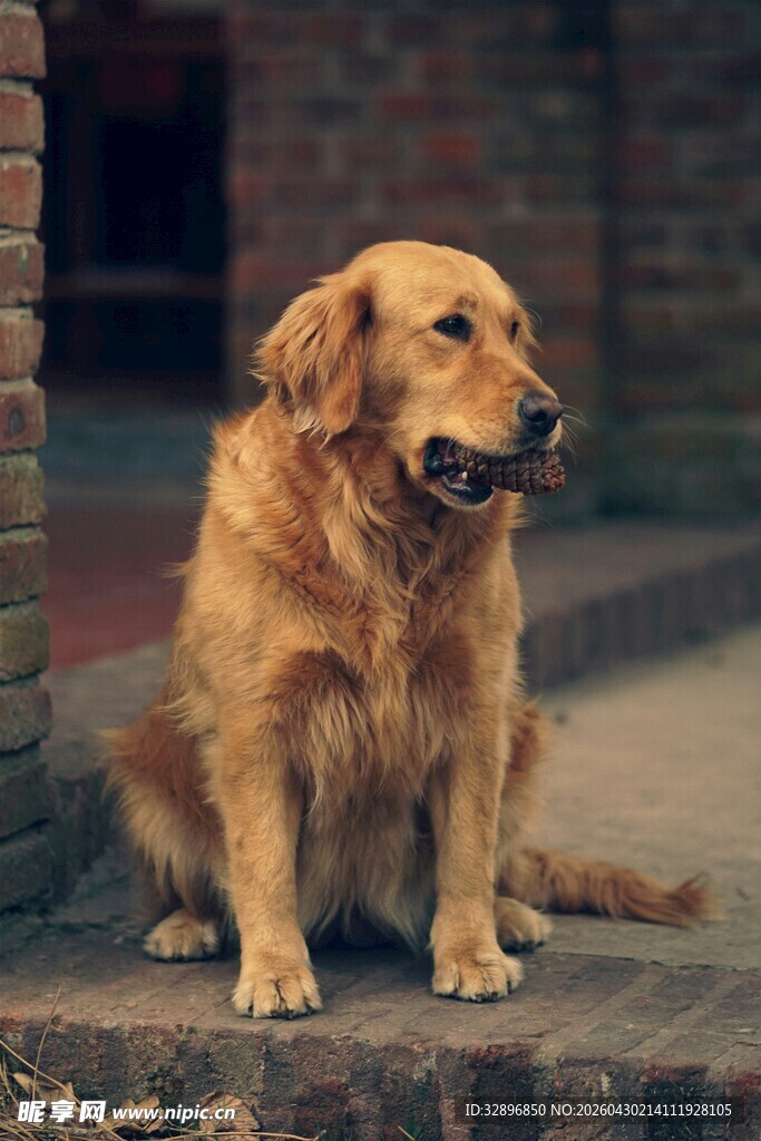 金毛犬静坐于石阶