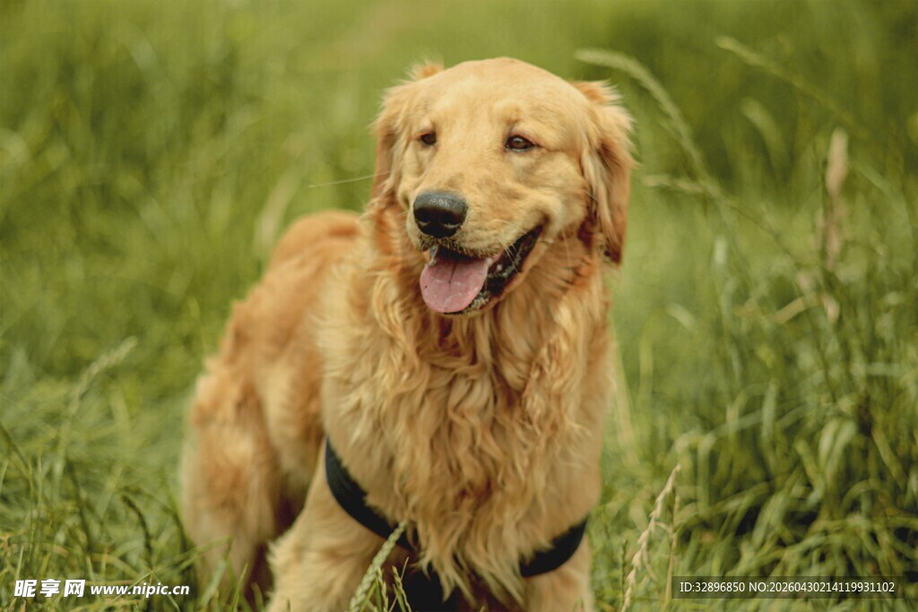 草地上的快乐金毛犬