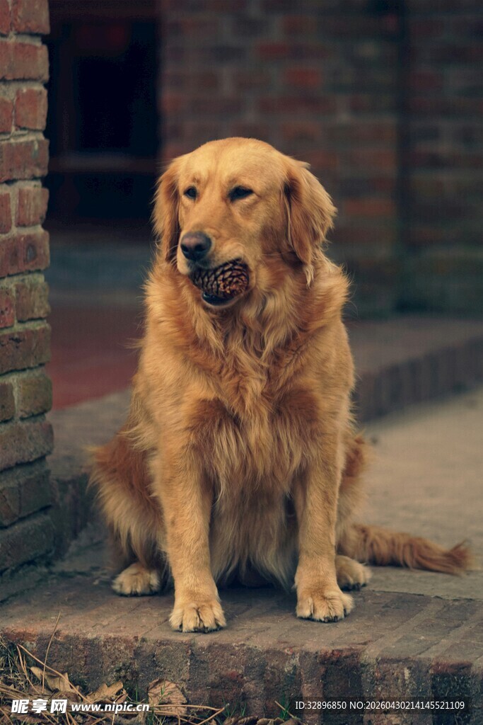 可爱金毛犬坐于砖墙旁