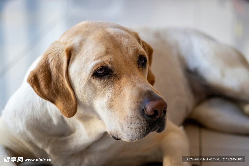 趴着的黄色拉布拉多犬